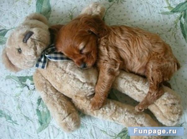 1. Быть миленьким столь утомительно 1. Быть миленьким столь утомительно